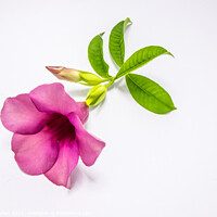 Buy canvas prints of Violet allamanda flower by Kevin Hellon