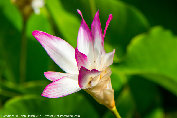 Curcuma flower Picture Board by Kevin Hellon