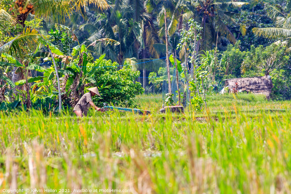 Farmer at work in the rice fields Picture Board by Kevin Hellon