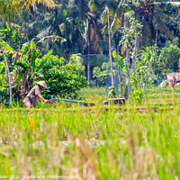 Buy canvas prints of Farmer at work in the rice fields by Kevin Hellon