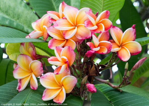 Plumeria or Frangipani flower Picture Board by Kevin Hellon