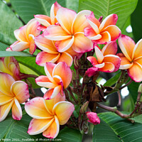 Buy canvas prints of Plumeria or Frangipani flower by Kevin Hellon