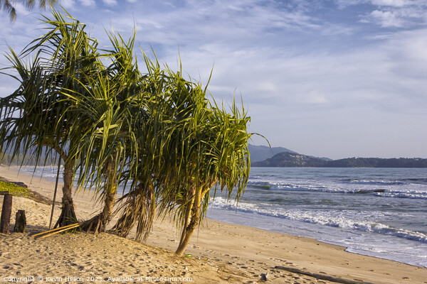Pandanus trees Picture Board by Kevin Hellon