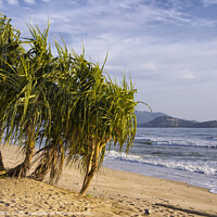 Buy canvas prints of Pandanus trees by Kevin Hellon
