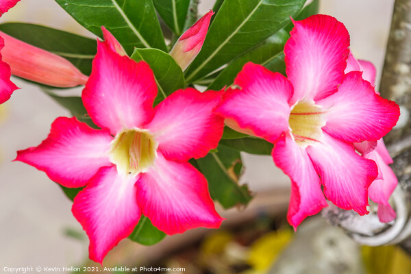 Pink Adenium flowers Picture Board by Kevin Hellon