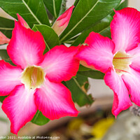 Buy canvas prints of Pink Adenium flowers by Kevin Hellon