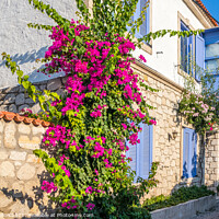 Buy canvas prints of House with bougainvillaea by Kevin Hellon