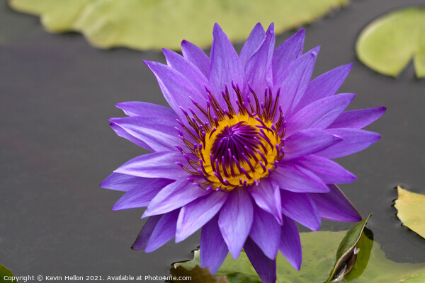 Blue and orange water lily, Nymphaeaceae Picture Board by Kevin Hellon