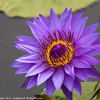 Buy canvas prints of Blue and orange water lily, Nymphaeaceae by Kevin Hellon