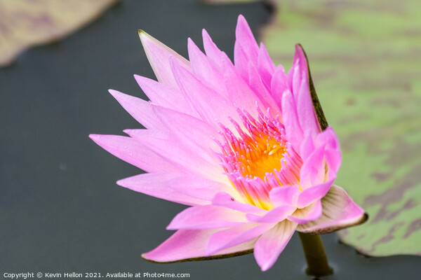 Pink and orange water lily, Nymphaeaceae Picture Board by Kevin Hellon