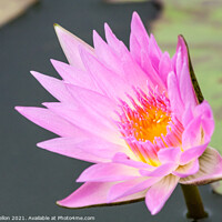 Buy canvas prints of Pink and orange water lily, Nymphaeaceae by Kevin Hellon