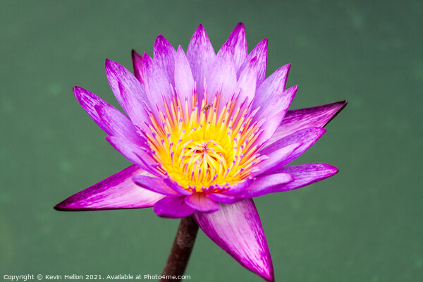 Purple and yellow water lily, Nymphaeaceae Picture Board by Kevin Hellon
