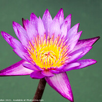 Buy canvas prints of Purple and yellow water lily, Nymphaeaceae by Kevin Hellon