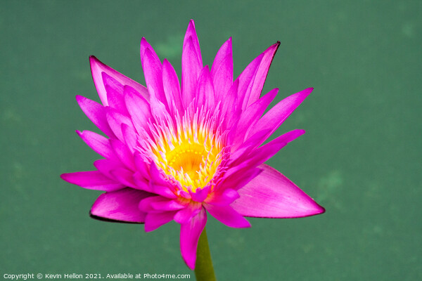 Purple and yellow water lily, Nymphaeaceae Picture Board by Kevin Hellon