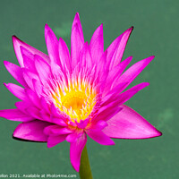 Buy canvas prints of Purple and yellow water lily, Nymphaeaceae by Kevin Hellon