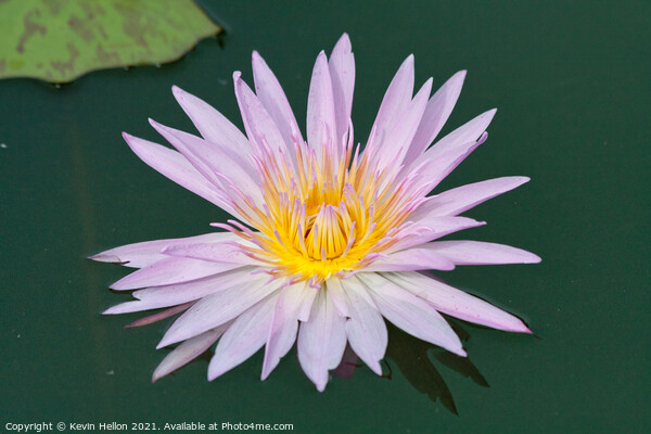 Lilac and orange water lily, Nymphaeaceae Picture Board by Kevin Hellon