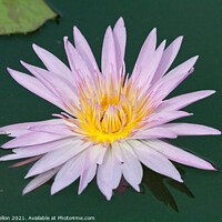 Buy canvas prints of Lilac and orange water lily, Nymphaeaceae by Kevin Hellon