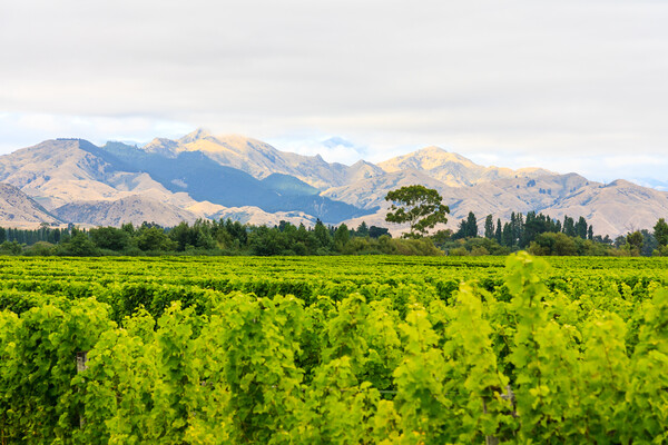 The Kaikoura mountains Picture Board by Kevin Hellon