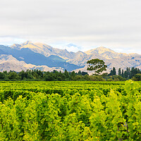 Buy canvas prints of The Kaikoura mountains by Kevin Hellon
