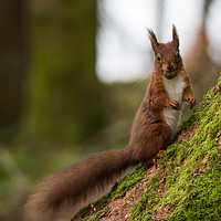 Buy canvas prints of Red squirrel by Danny Moore