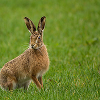 Buy canvas prints of The brown hare by Danny Moore