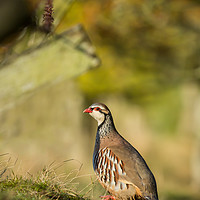 Buy canvas prints of The Partridge by Danny Moore