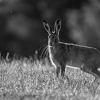 Buy canvas prints of The hare by Danny Moore