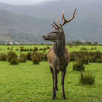 Buy canvas prints of The Stag by Danny Moore