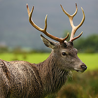 Buy canvas prints of The Stag  by Danny Moore