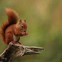 Buy canvas prints of Red squirrel by Danny Moore