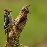 Buy canvas prints of The woodpecker by Danny Moore
