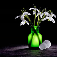 Buy canvas prints of Snowdrops by Angela Carr