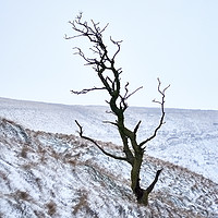 Buy canvas prints of Solo Tree Winter Colour by Janet Simmons