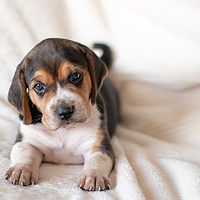 Buy canvas prints of Guinness the 3 week old Beagle puppy by Janet Simmons