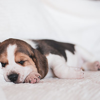 Buy canvas prints of Beagle puppy sleeping by Janet Simmons