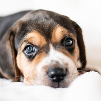 Buy canvas prints of Guinness the 3 week old Beagle puppy by Janet Simmons
