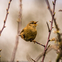 Buy canvas prints of Singing wren by Mike Lanning
