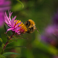 Buy canvas prints of Bee close up on Aster by Mike Lanning