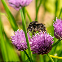 Buy canvas prints of Bee on Chive flower by Mike Lanning