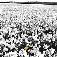 Buy canvas prints of Daffodil Field by Mike Lanning