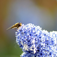 Buy canvas prints of Hoverfly by Mike Lanning