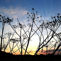 Buy canvas prints of Sunset seedheads by Mike Lanning