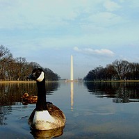 Buy canvas prints of Washington Goose by Mike Lanning