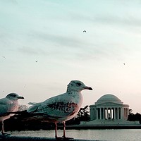 Buy canvas prints of Jefferson Memorial Seagulls by Mike Lanning