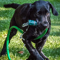 Buy canvas prints of Puppy watering the garden by Mike Lanning