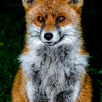 Buy canvas prints of Mrs Fox by Mike Lanning