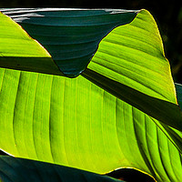 Buy canvas prints of Banana Plant leaf detail by Mike Lanning