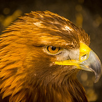 Buy canvas prints of Golden Eagle - close up by Mike Lanning