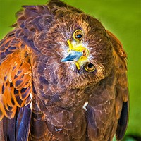 Buy canvas prints of Inquisitive Harris Hawk by Mike Lanning