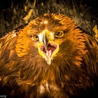 Buy canvas prints of Golden Eagle - close up, calling by Mike Lanning